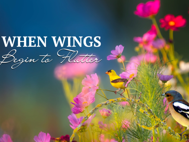 When Wings Take&nbsp;Flight